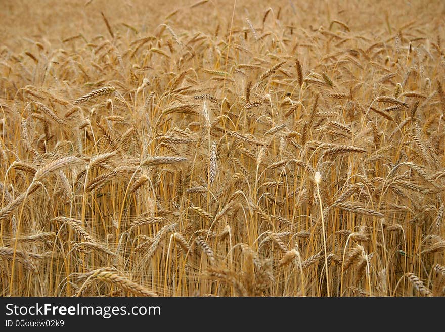 Wheat growing in a field.  Wheat growing in a field