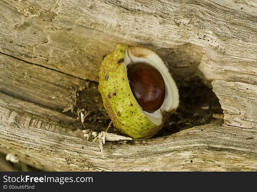 Horse chestnut (Aesculus hippocastanum) in its shell on a log. Horse chestnut (Aesculus hippocastanum) in its shell on a log