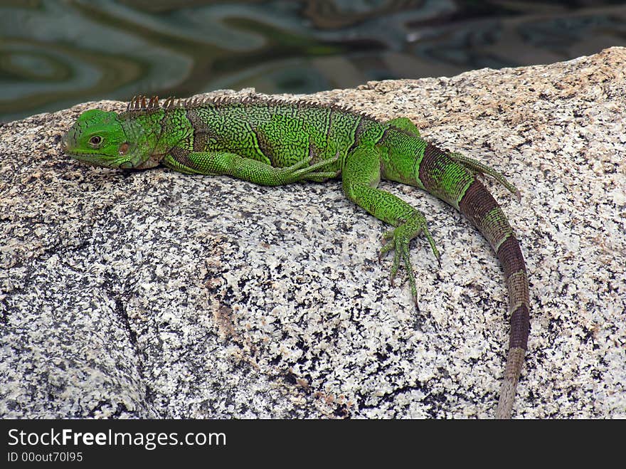 Iguana in Aruba