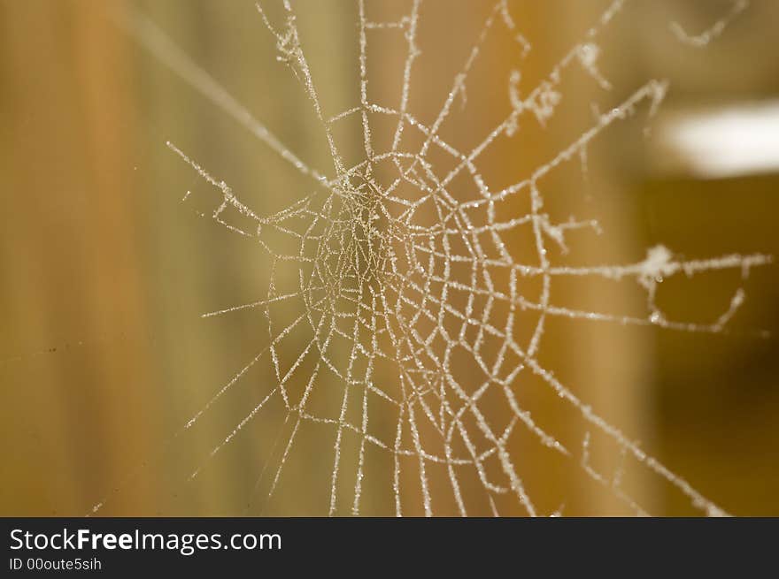 White web spider