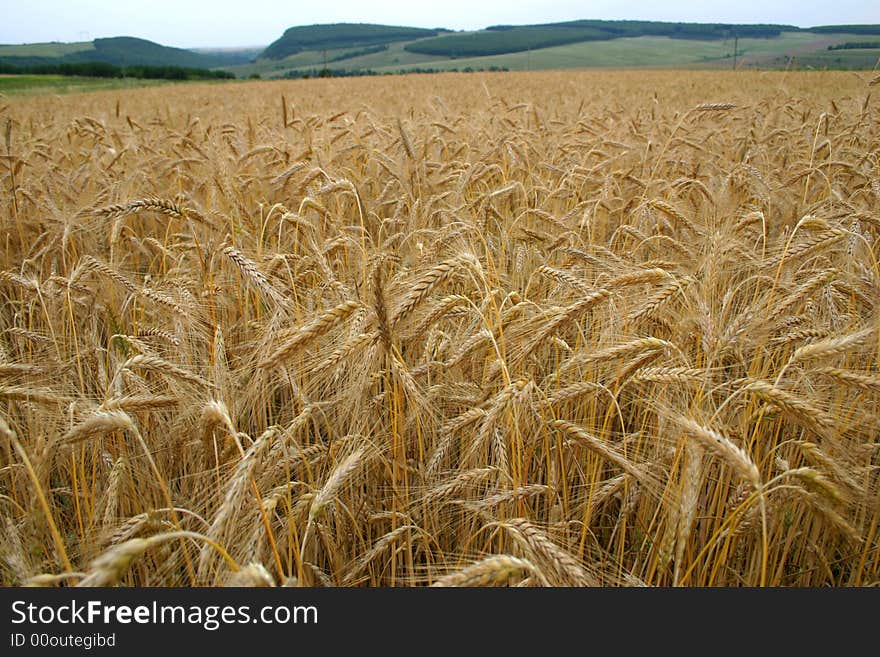 Wheat growing in a field. Wheat growing in a field