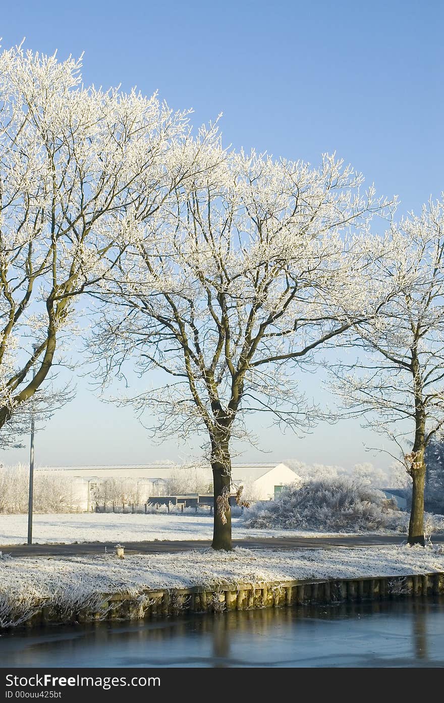 Snowy trees