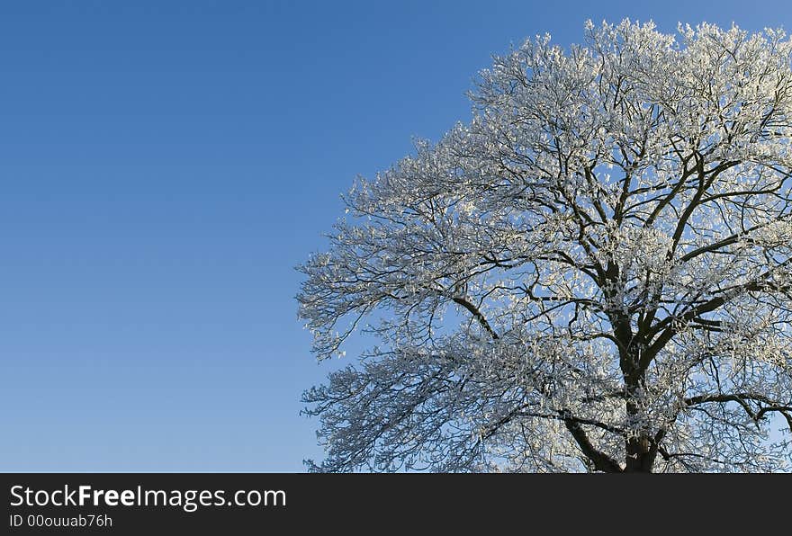 Treecovered with snow and blue sky background. Treecovered with snow and blue sky background