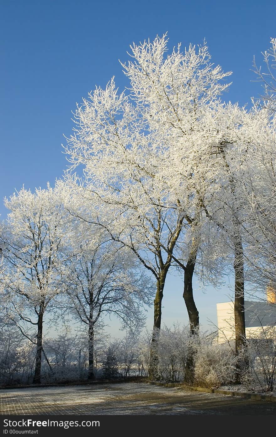 Trees covered with snow