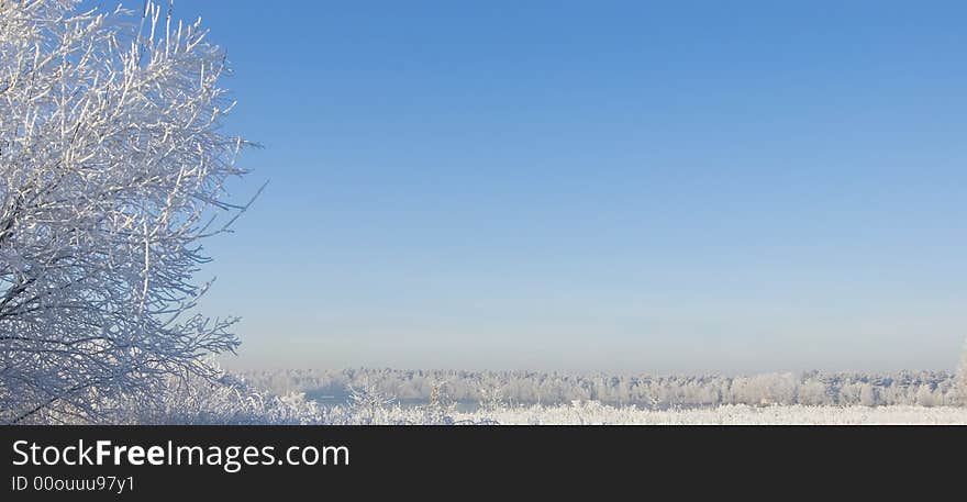 Snowy trees winterland with blue sky. Snowy trees winterland with blue sky