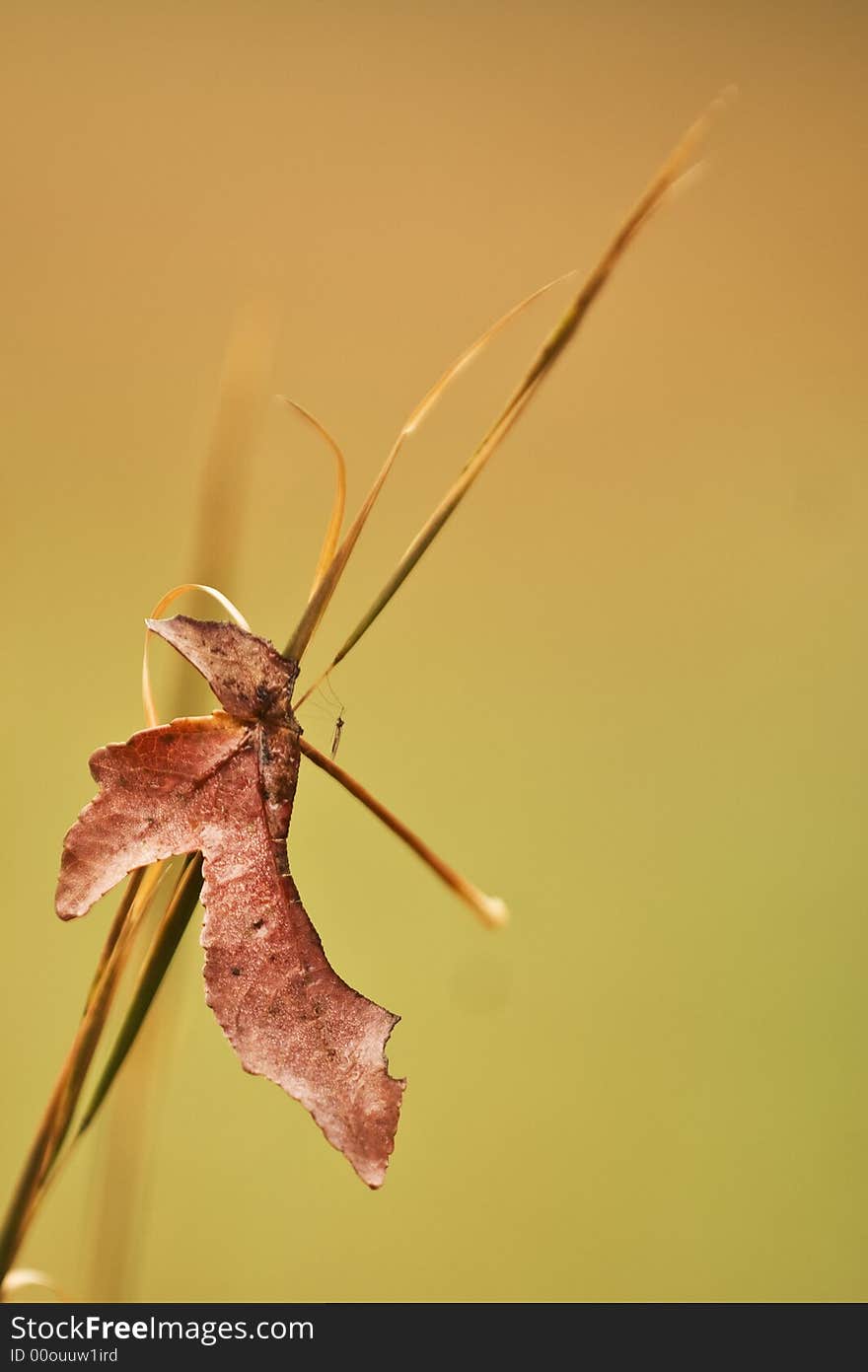 Single Leaf On Grass