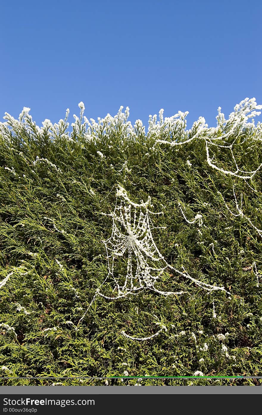 Snowy spiderweb