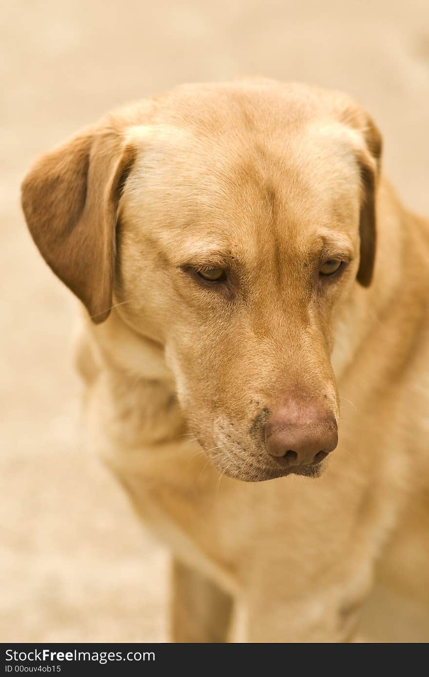 A Golden Labrador Retriever closeup portrait of the head.