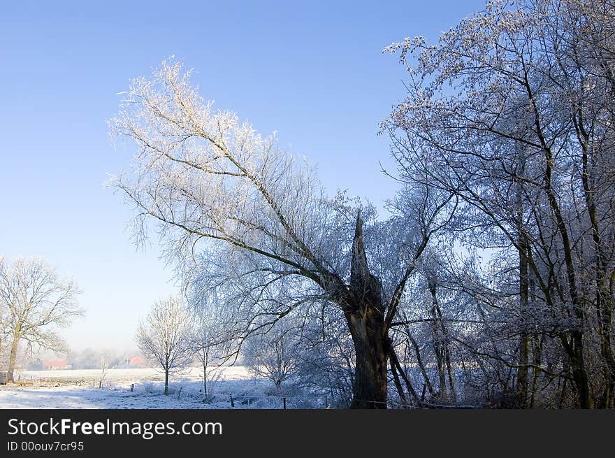 Winter meadow