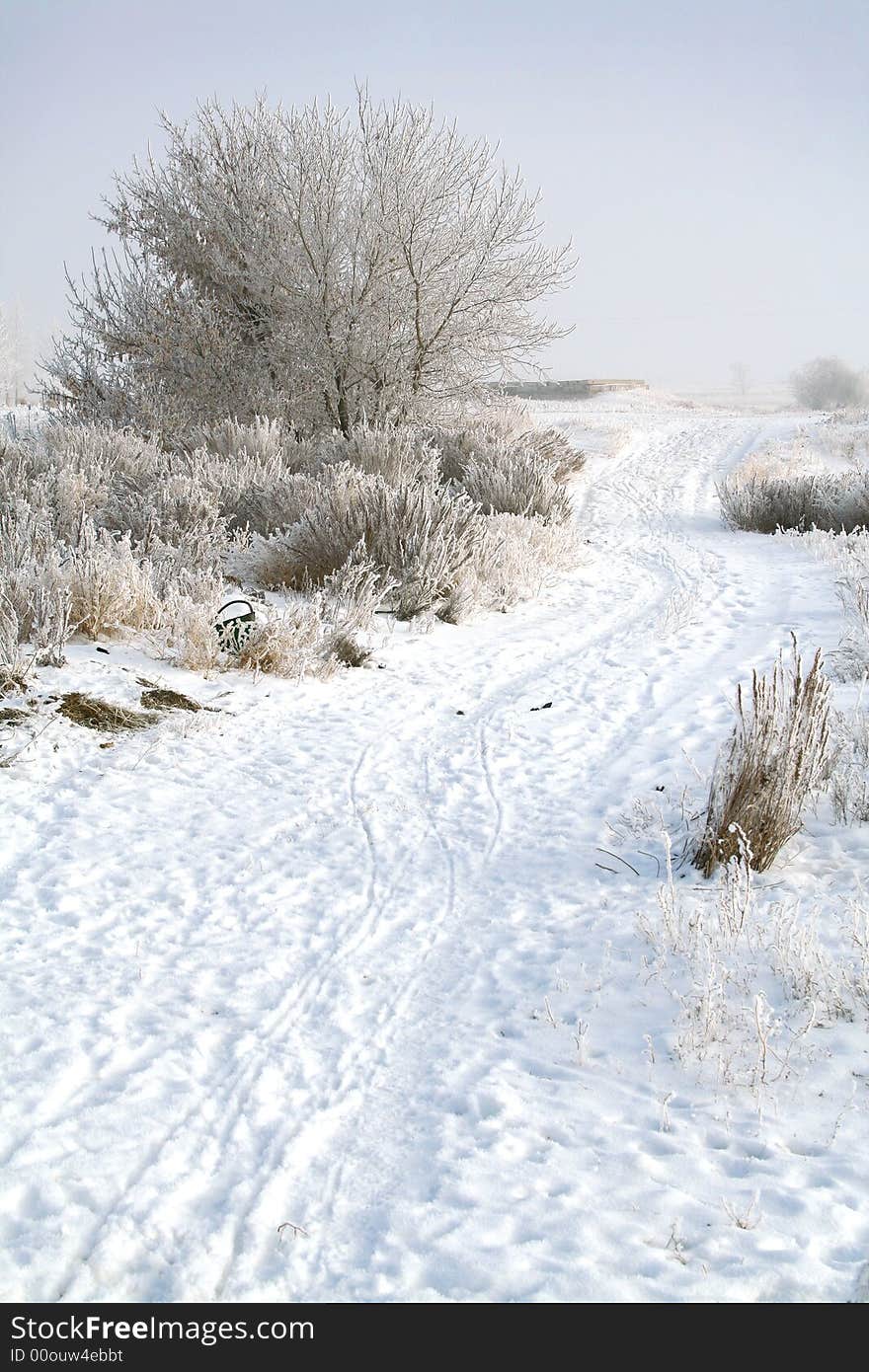 Frozen tree. white winter. snow road