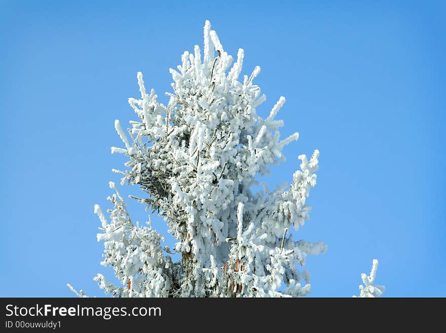 Frozen tree on sky background. white winter