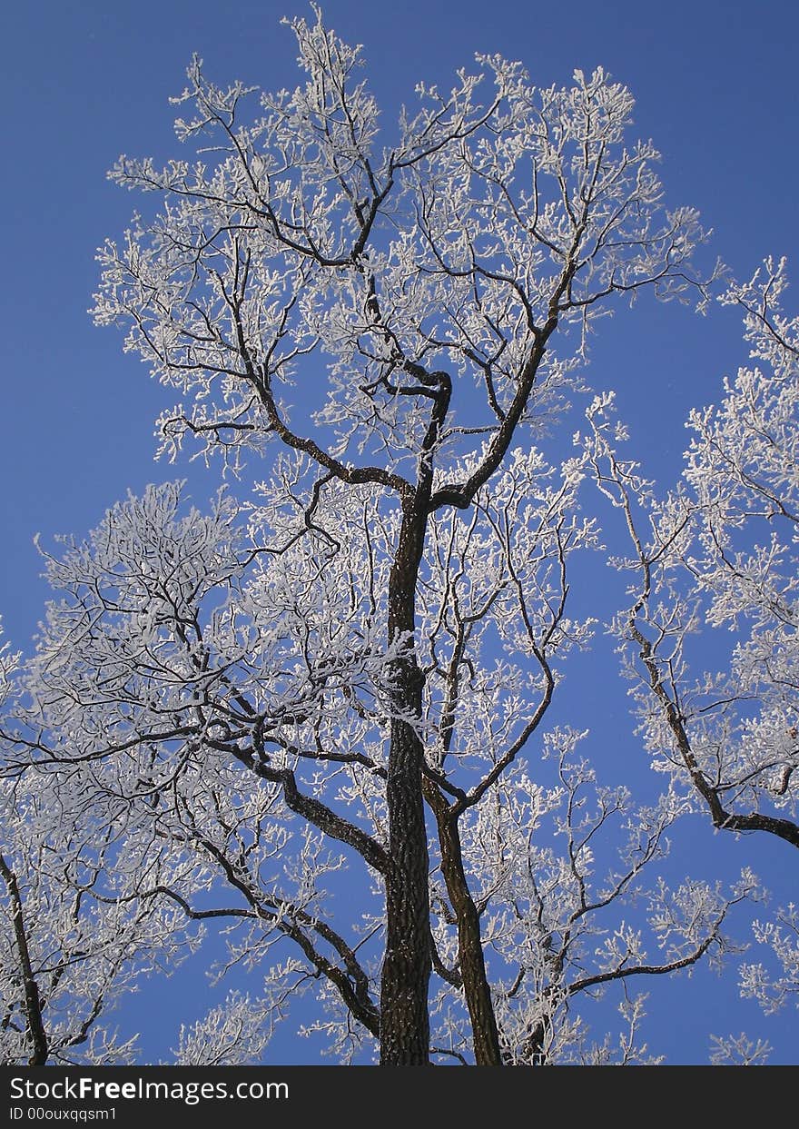 This is tree in the park of Saint-Petersburg. This foto had made in frosty and sunny day. This is tree in the park of Saint-Petersburg. This foto had made in frosty and sunny day.