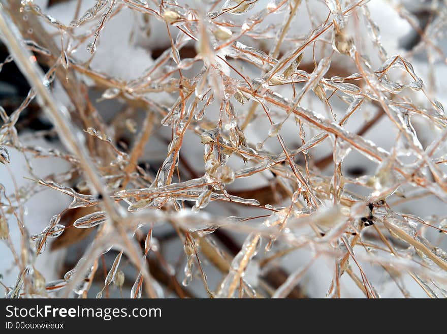 Grass covered in ice after freezing rain. Grass covered in ice after freezing rain.