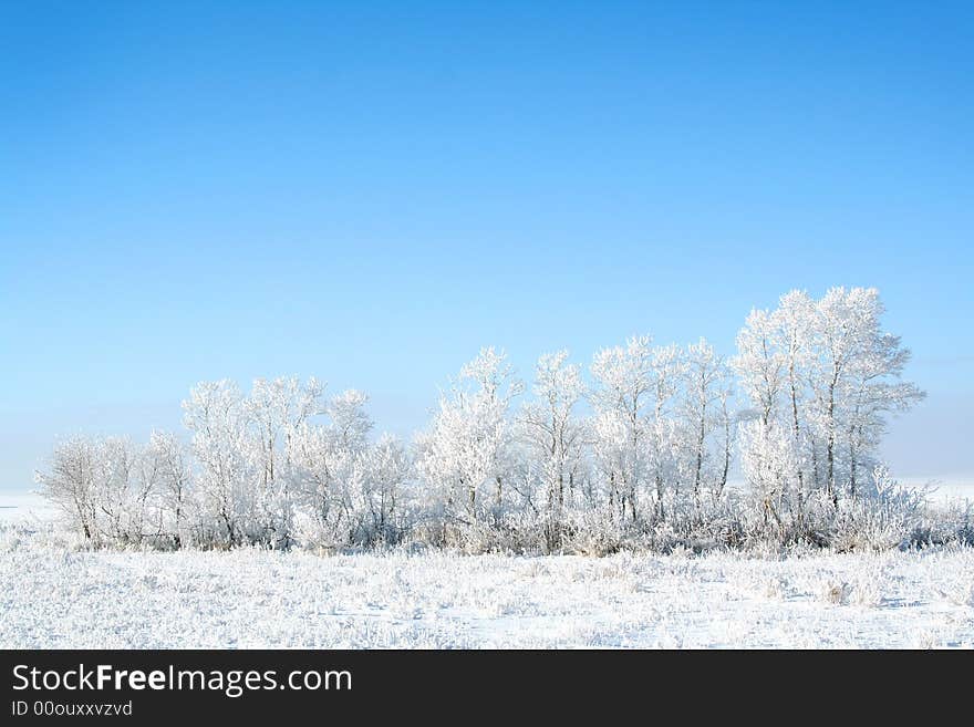 Frozen trees on sky background. white winter