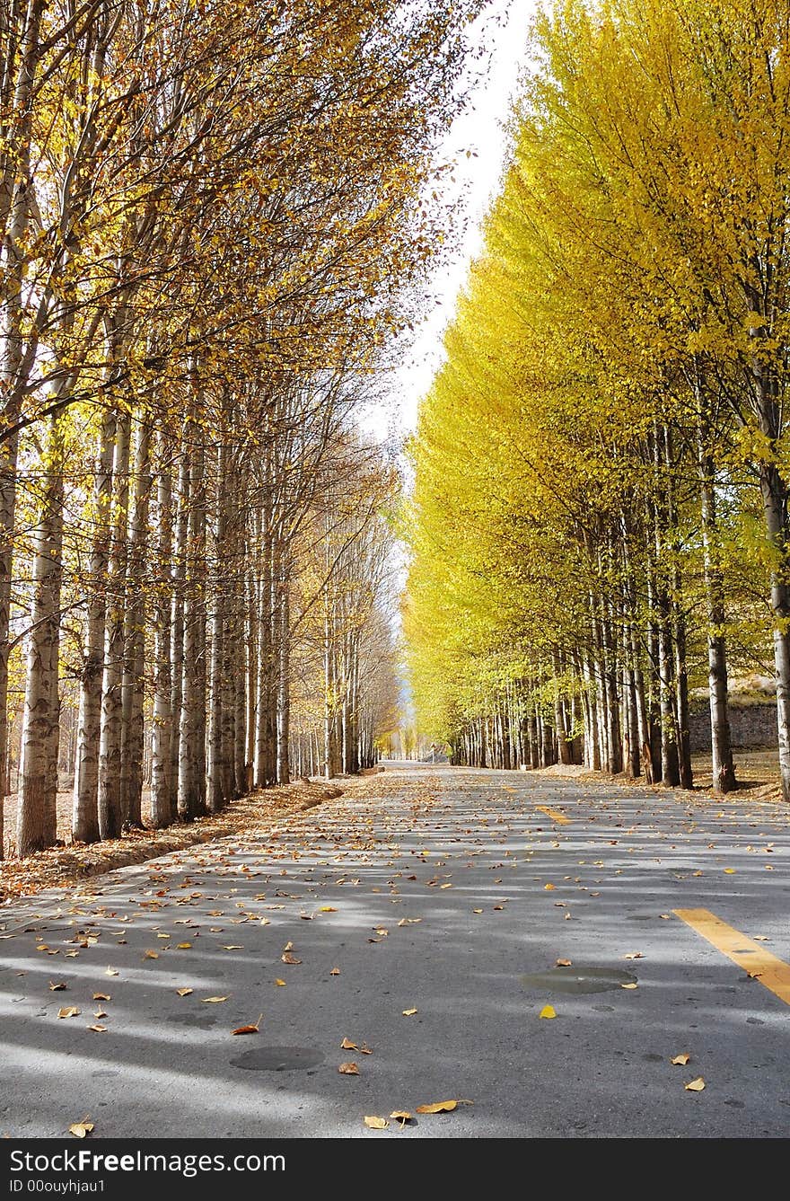 A road with trees at two sides. A road with trees at two sides.