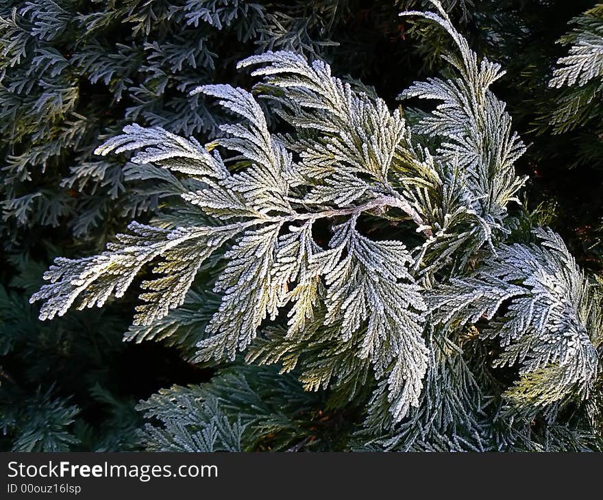 Frost On Twig