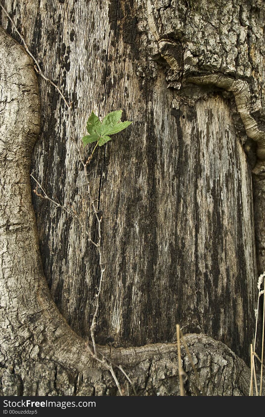 Abstract shot of a section of a tree without bark and one leaf. Abstract shot of a section of a tree without bark and one leaf