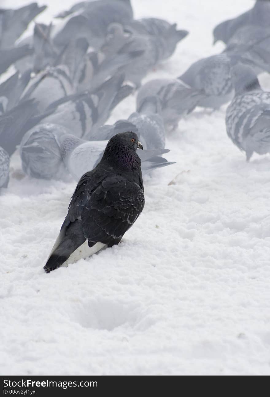 Pigeons With Finding Eating Into Snow