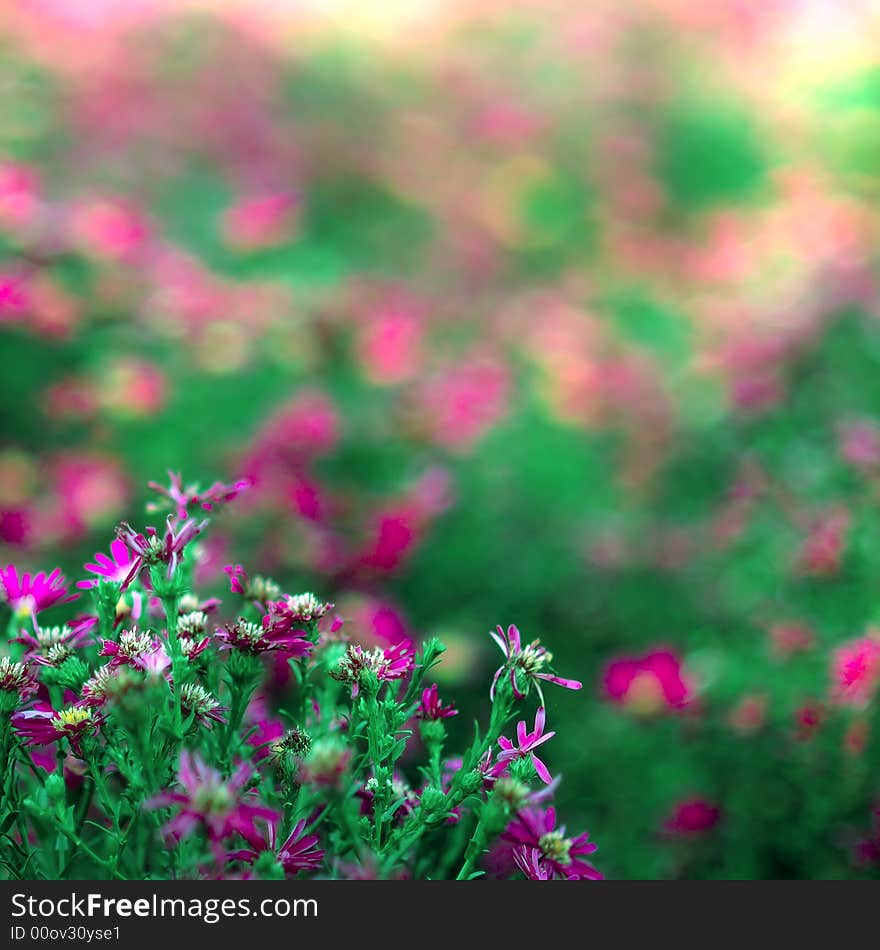 Shallow depth of field shot of flowers