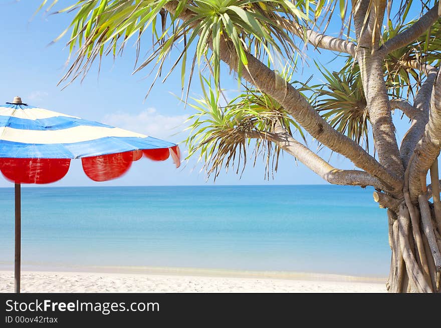 View of nice empty sandy beach with fragment of a  mangrove tree. View of nice empty sandy beach with fragment of a  mangrove tree