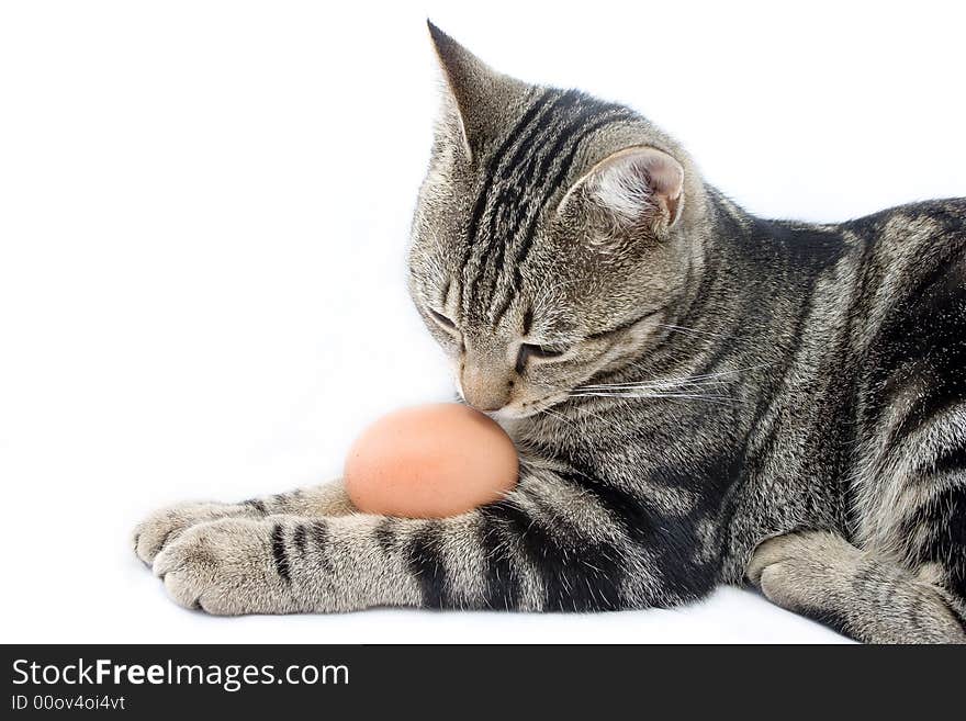 Small domestic cat smelling egg between legs. Small domestic cat smelling egg between legs