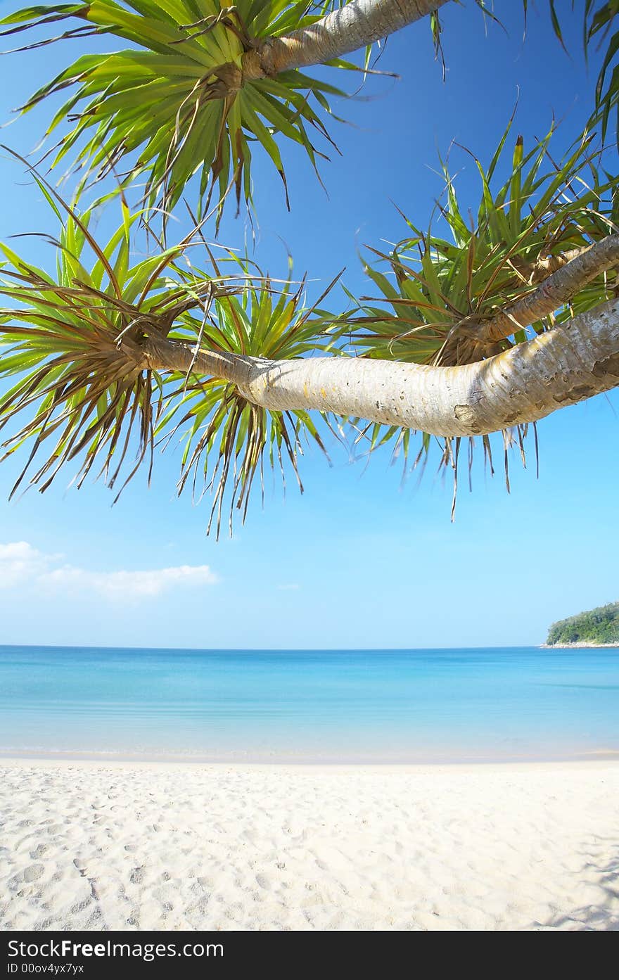 View of nice tropical empty sandy beach with some palm. View of nice tropical empty sandy beach with some palm