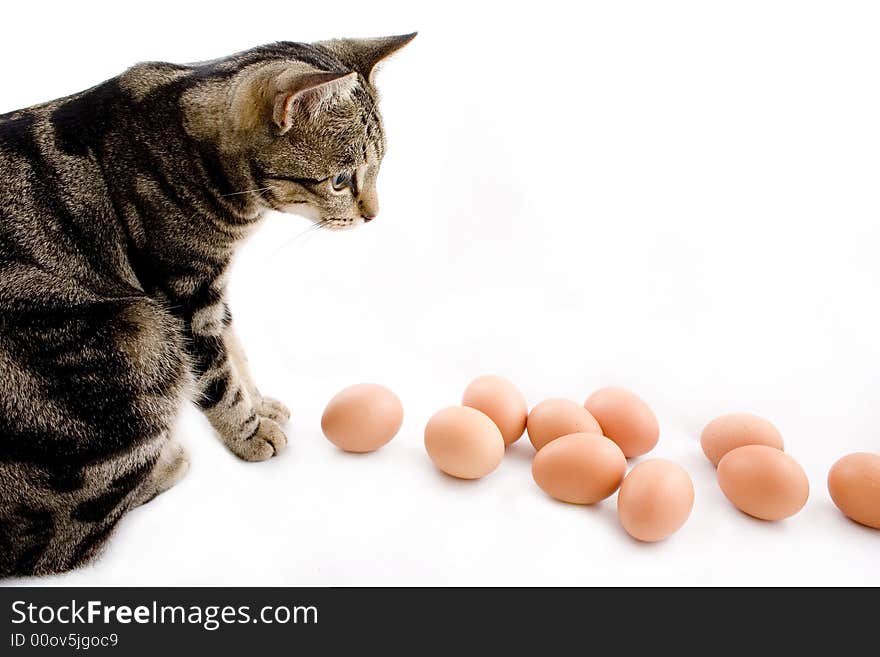 Small tame curious domestic cat watching eggs