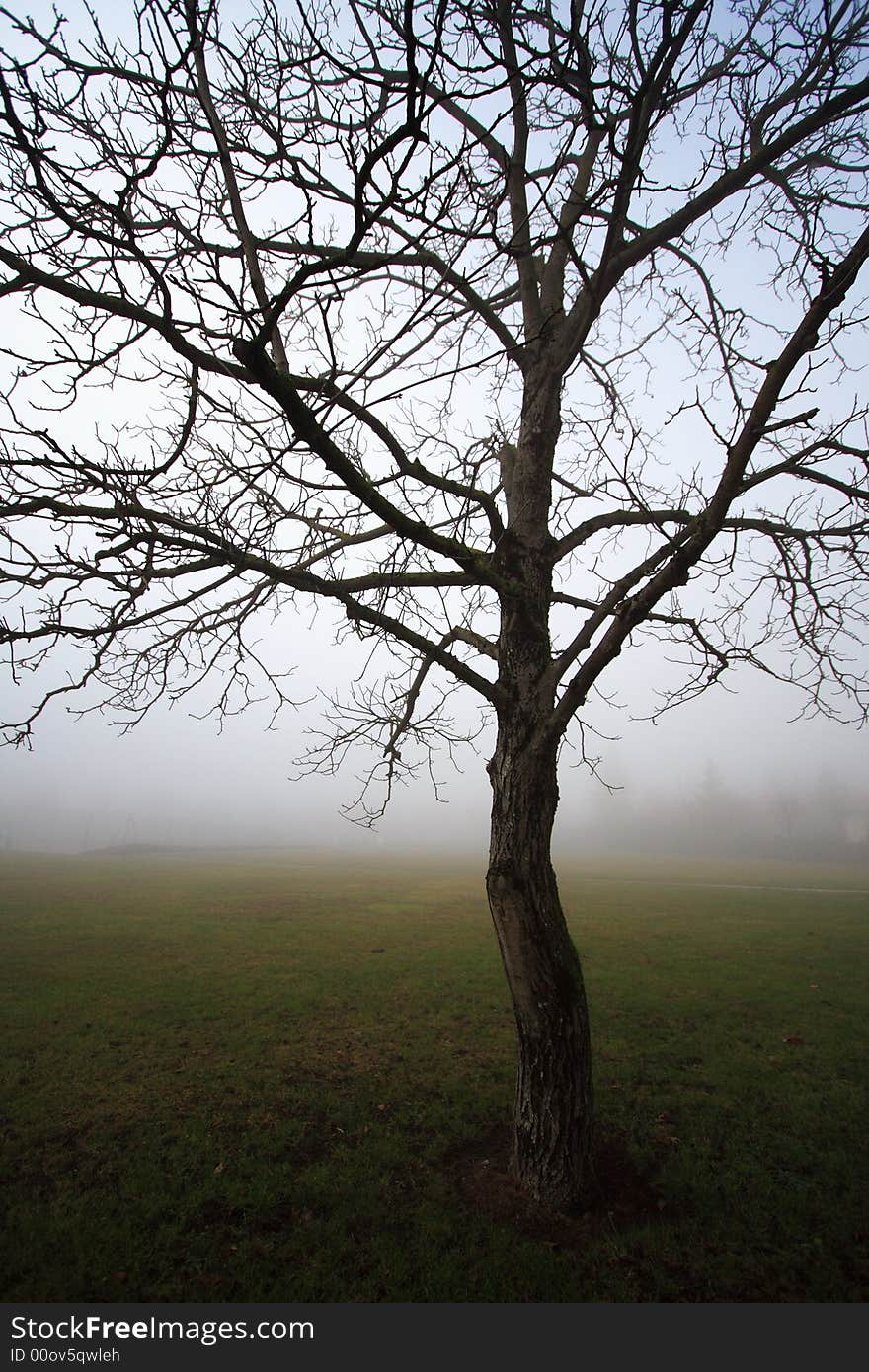 Isolated tree in a park during a foggy morning. Isolated tree in a park during a foggy morning