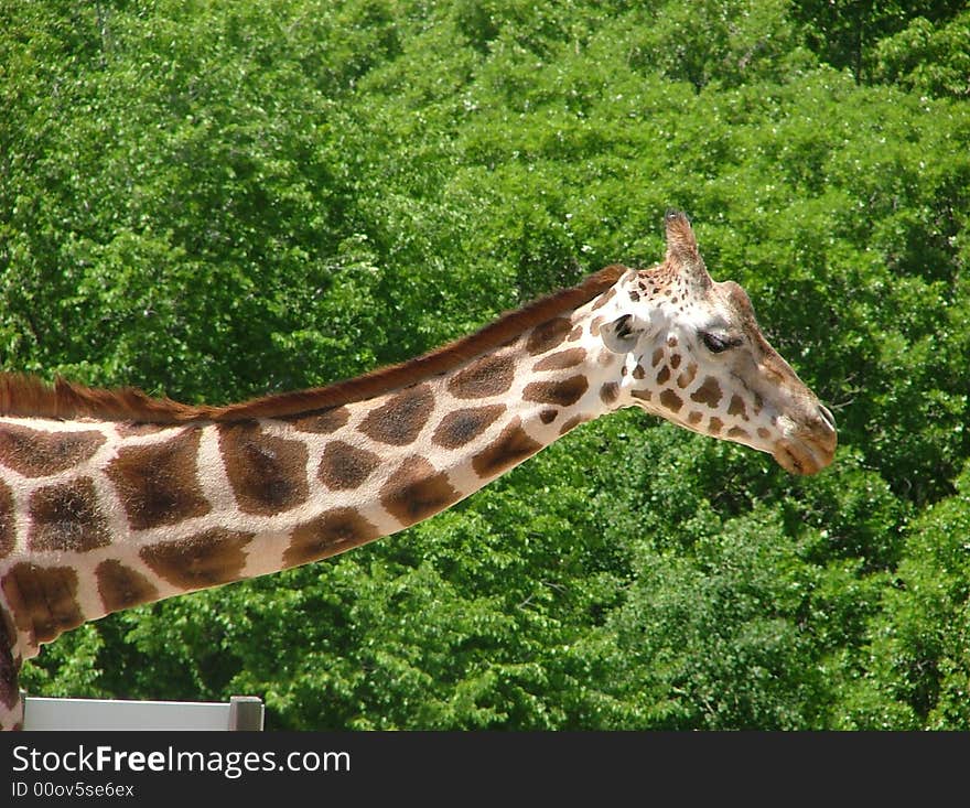 Photograph of a giraffe at the zoo