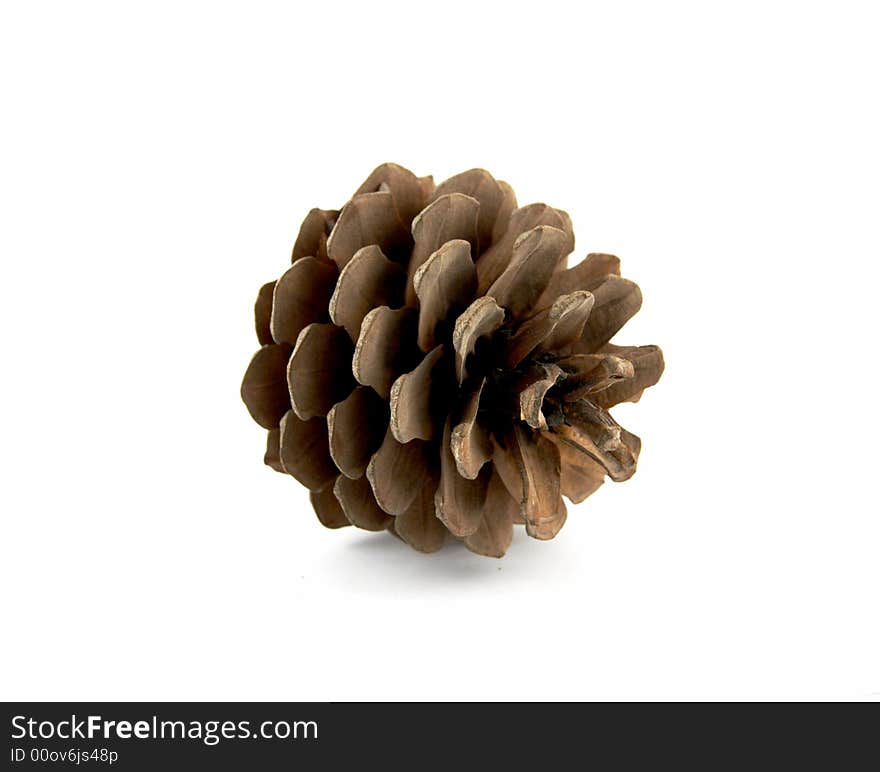 Pine Cone