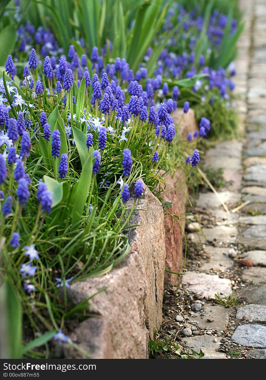 Sunny flower-bed with blue primulas. Sunny flower-bed with blue primulas