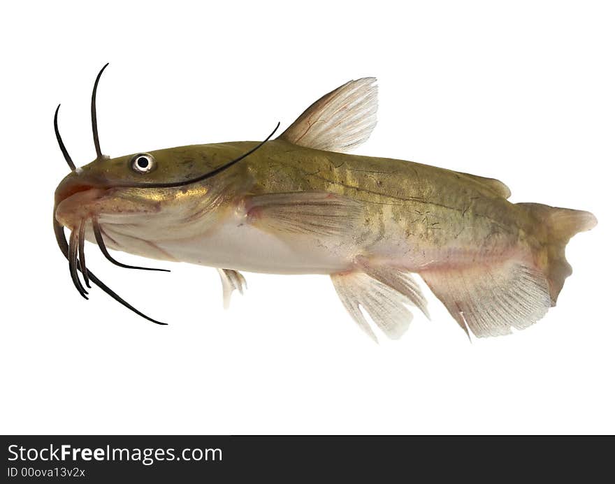 Brown bullhead - Isolated