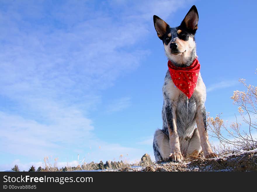 Blue Heeler puppy sporting a red bandana. Blue Heeler puppy sporting a red bandana