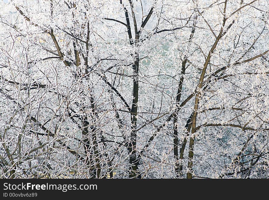 White toned winter background - tree. White toned winter background - tree