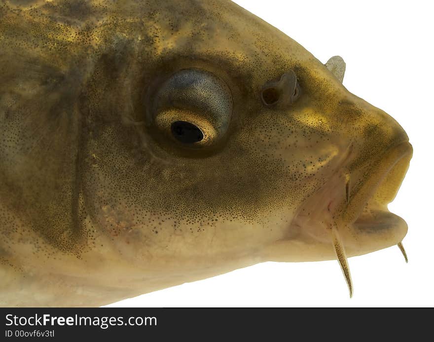 Carp Head Close-up - Isolated