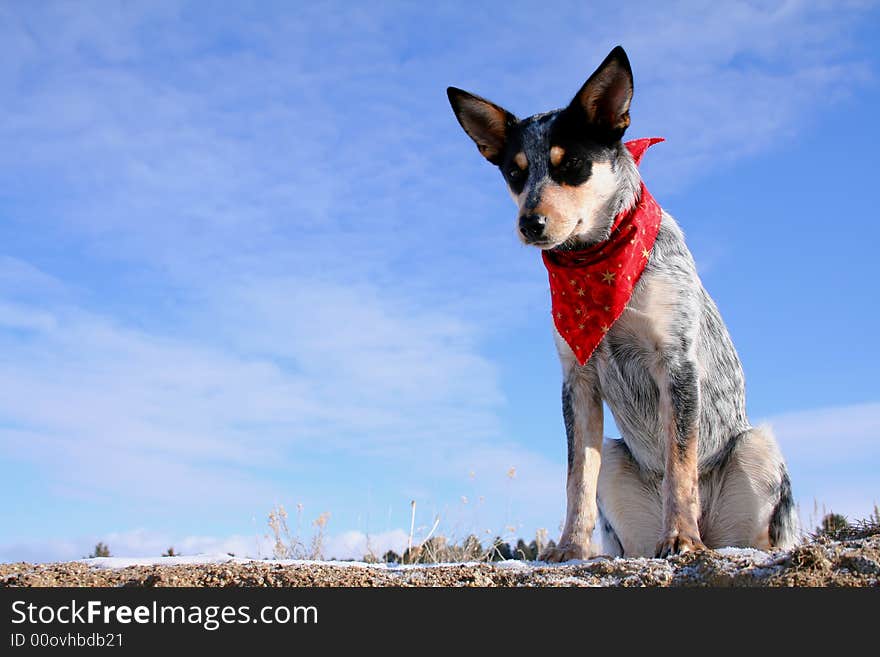 Blue Heeler puppy sporting a red bandana