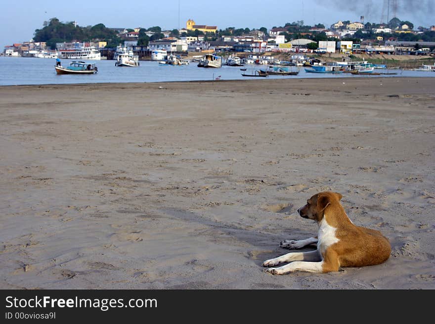 Dog on the beach with the city fund - Amazon river - Brazil