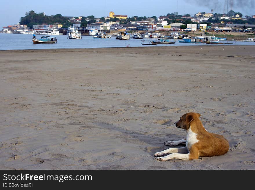 Dog on the beach