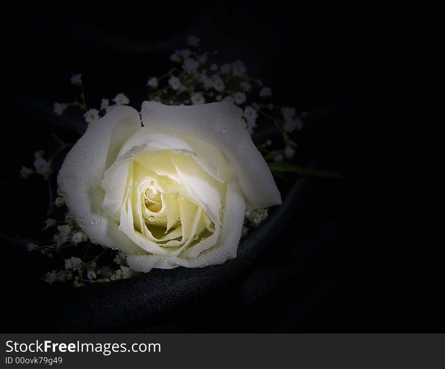 White rose and baby's breath illuminated. White rose and baby's breath illuminated.