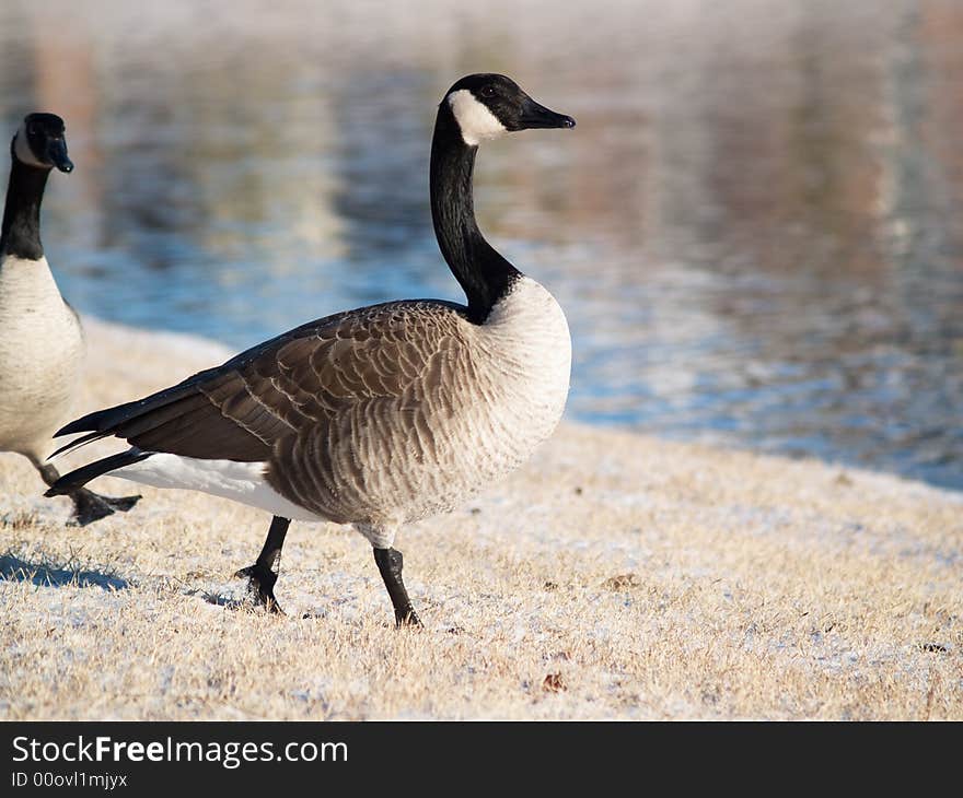 Goose Walking in Snow