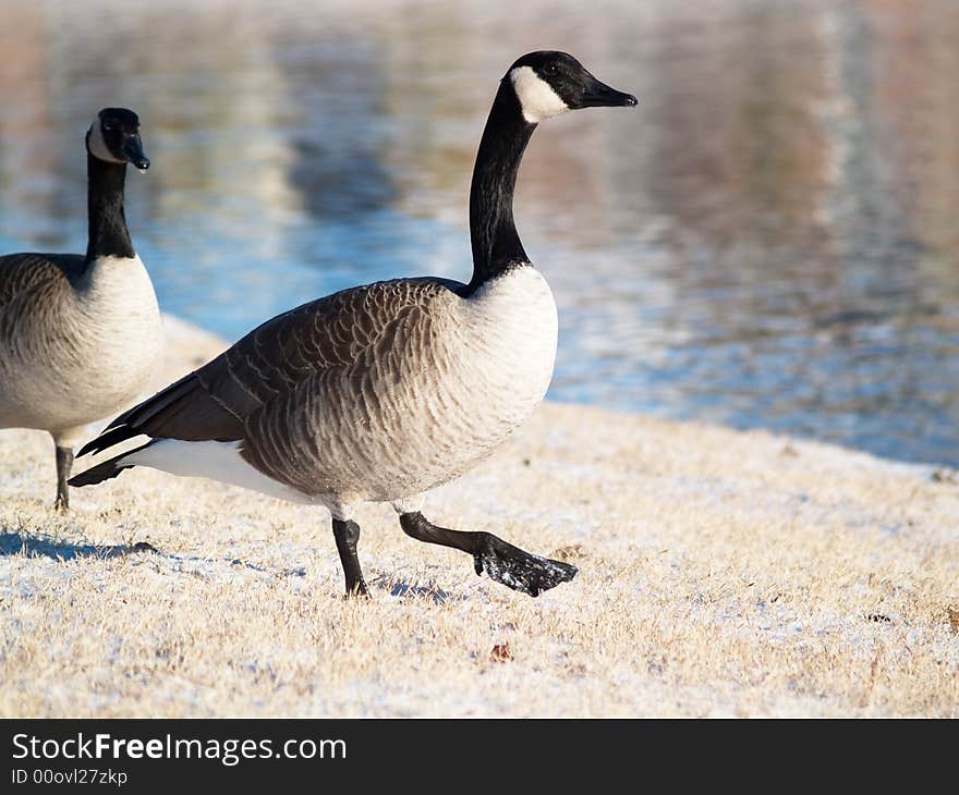 Goose, GooseStepping in Snow