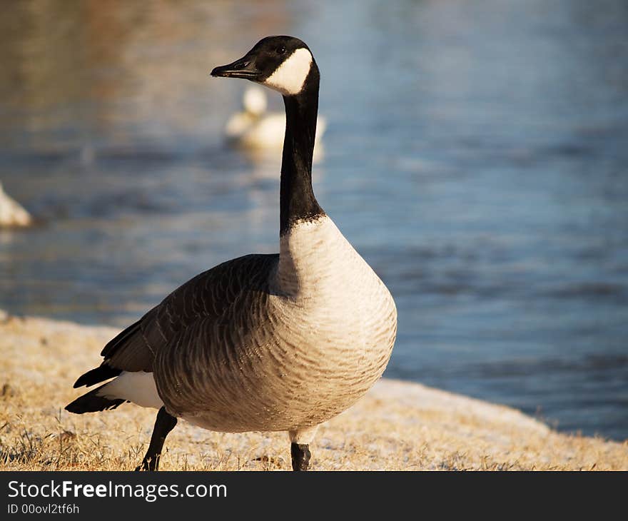 Goose Walking in Snow