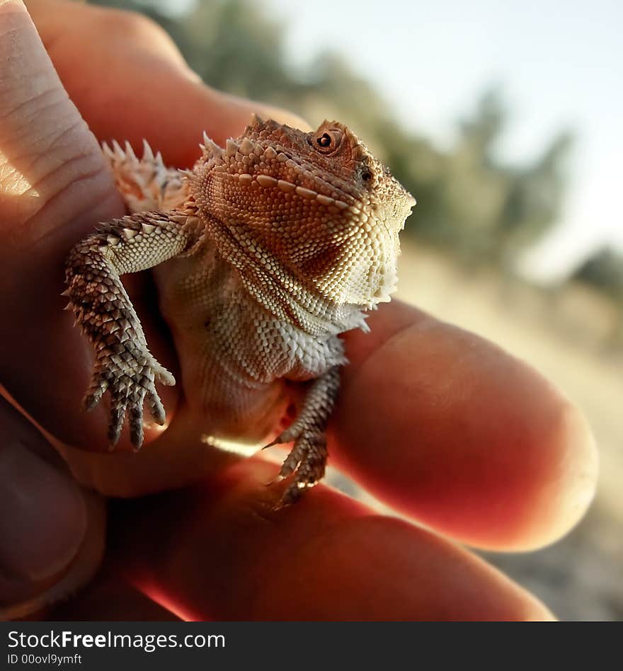 A baby horned toad in a man's hand showing scale. Also known as horn toad and toad, it is actually a lizard. A baby horned toad in a man's hand showing scale. Also known as horn toad and toad, it is actually a lizard