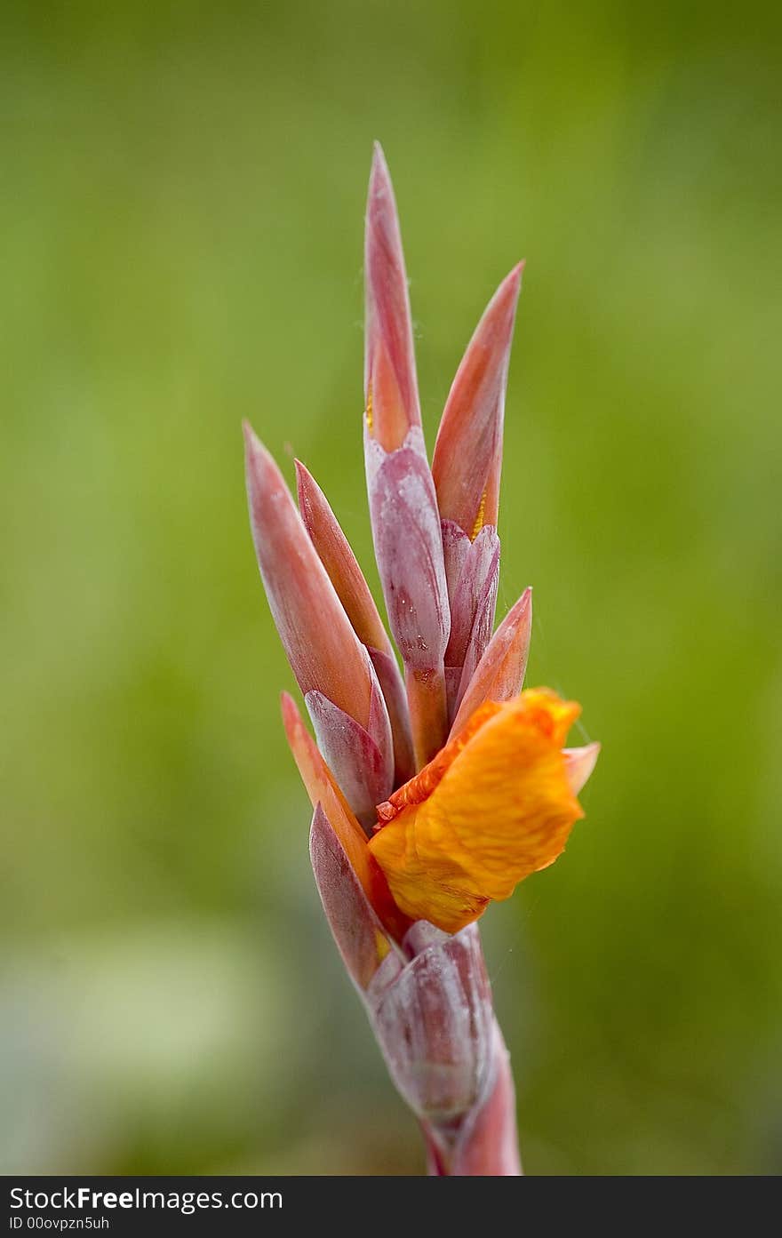 The flower is very beautiful !