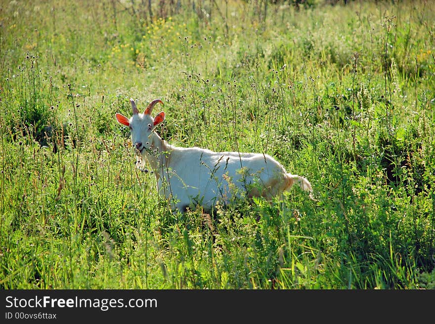 White Goat