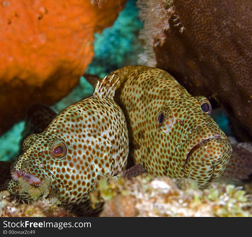 Two groupers on reef at cleaning station being cleaned