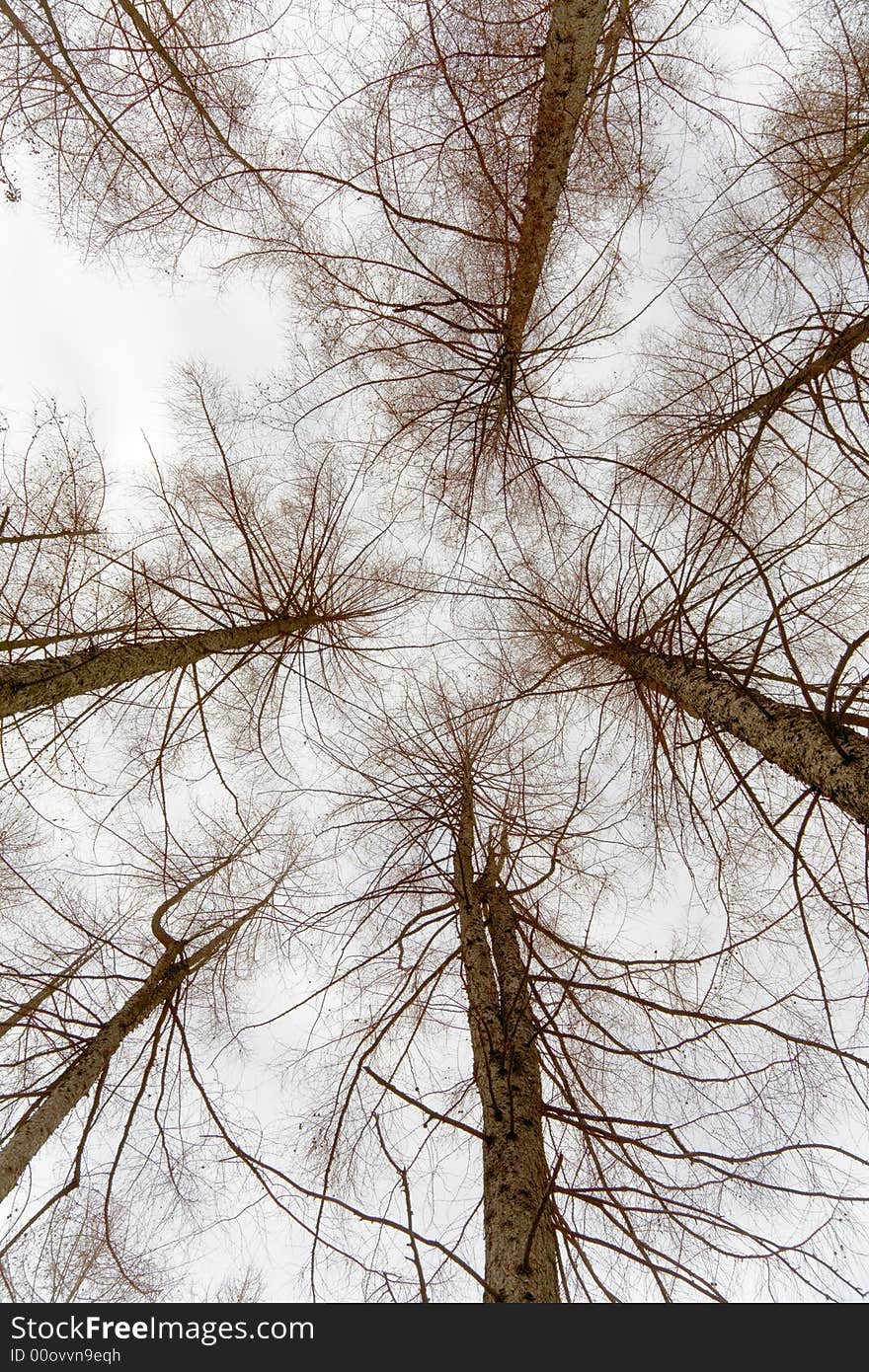 Upwards view of larch trees, winter season