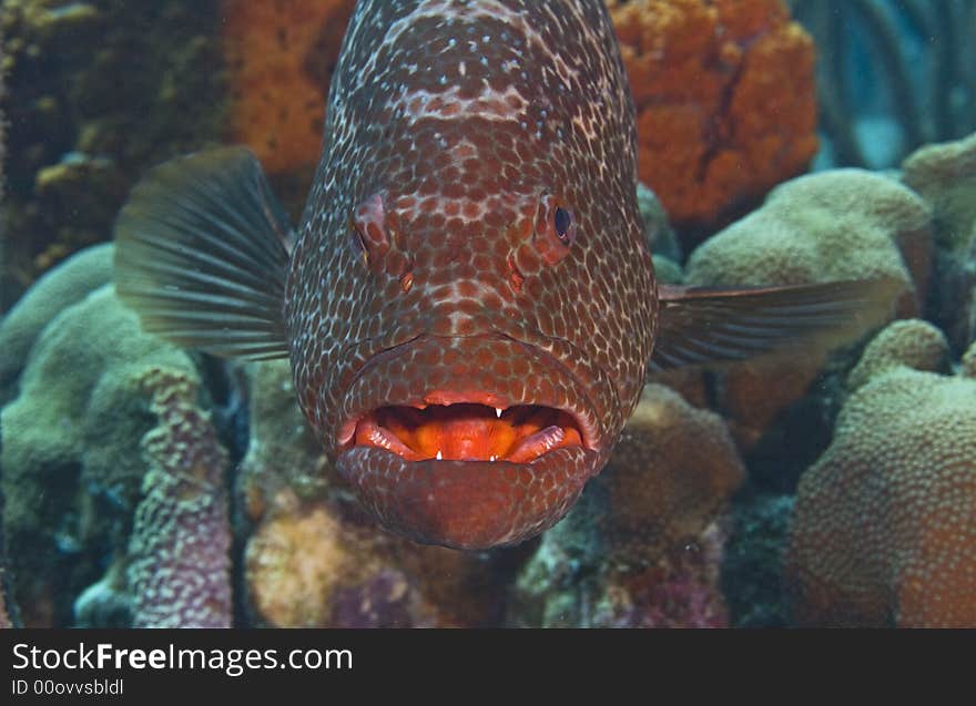 Large tiger grouper on reef at cleaning station being cleaned