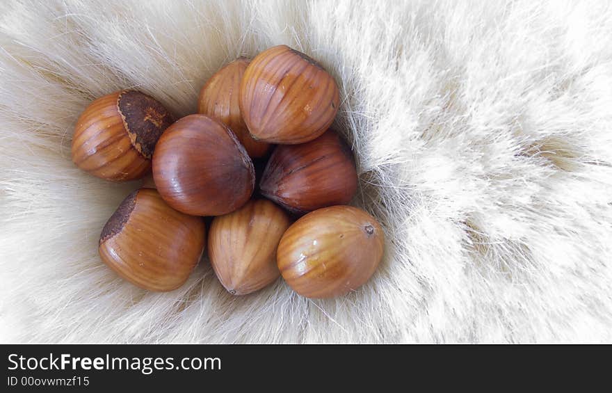 Hazelnuts lying in a nest of white hair