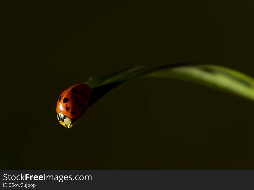 Shadowed Ladybug